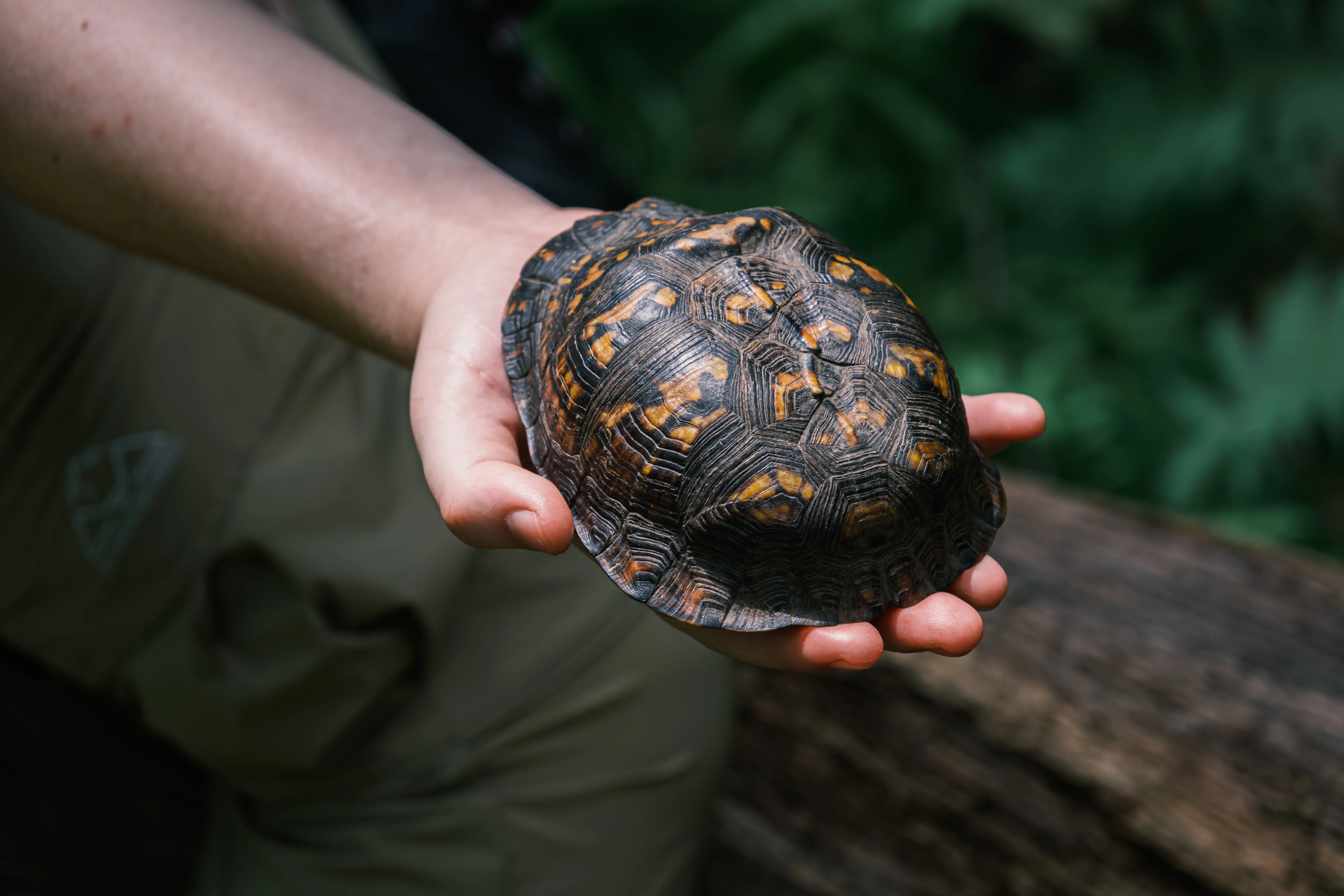 The Turtle's Whisper, photograph 1 of 7