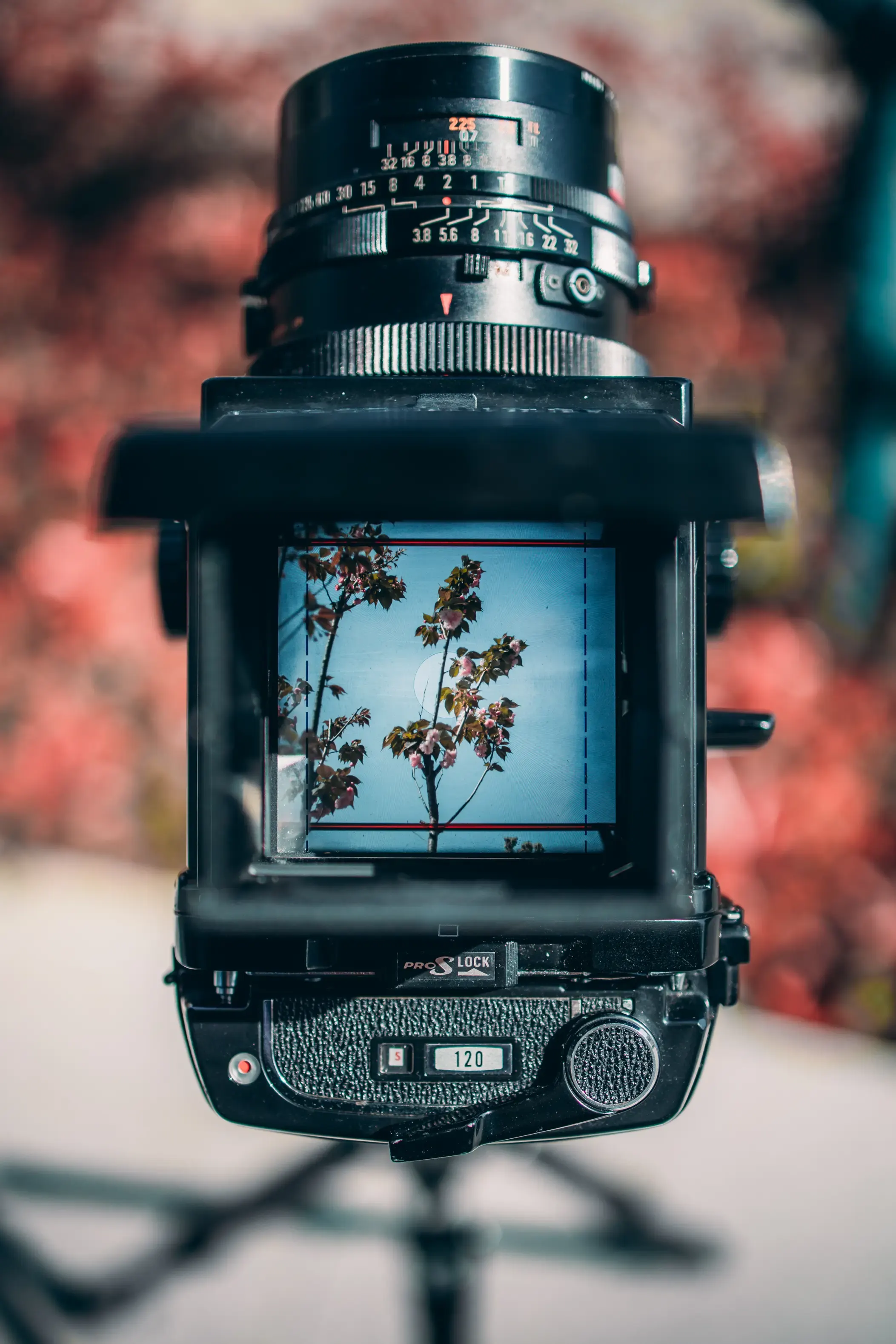 Spring in Focusing Screen, photograph 2 of 5