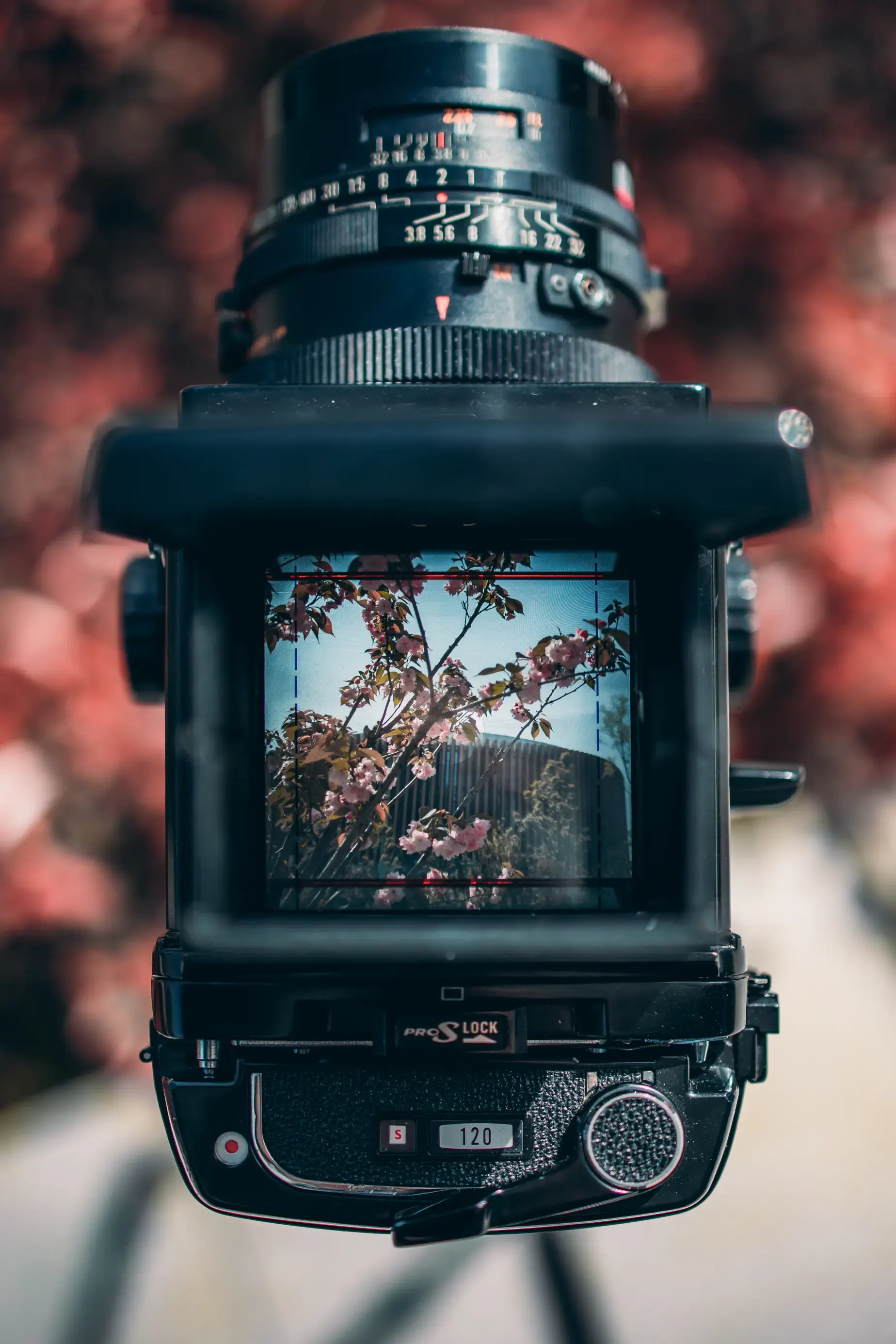 Spring in Focusing Screen, photograph 3 of 5
