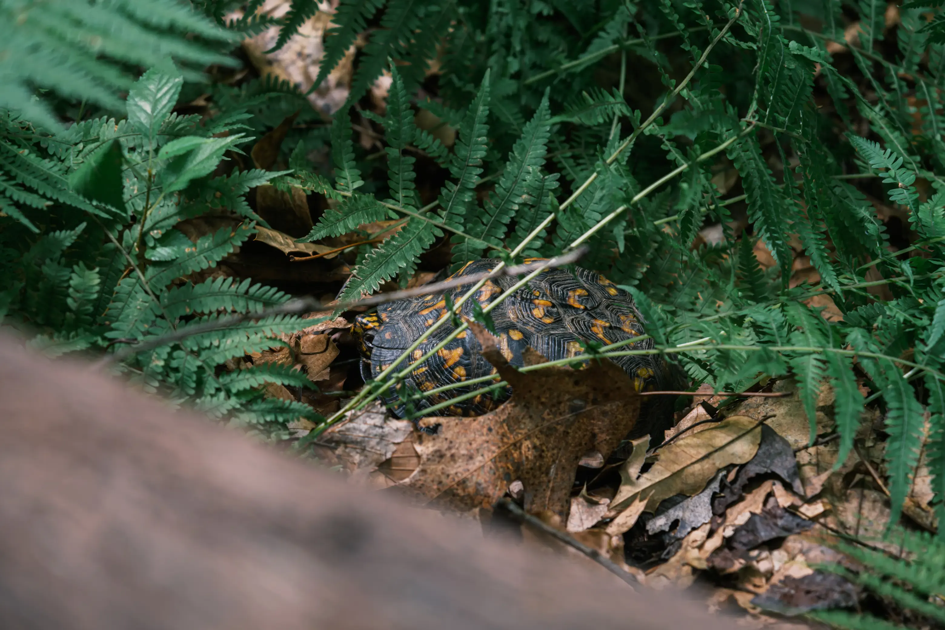 The Turtle's Whisper, photograph 3 of 7