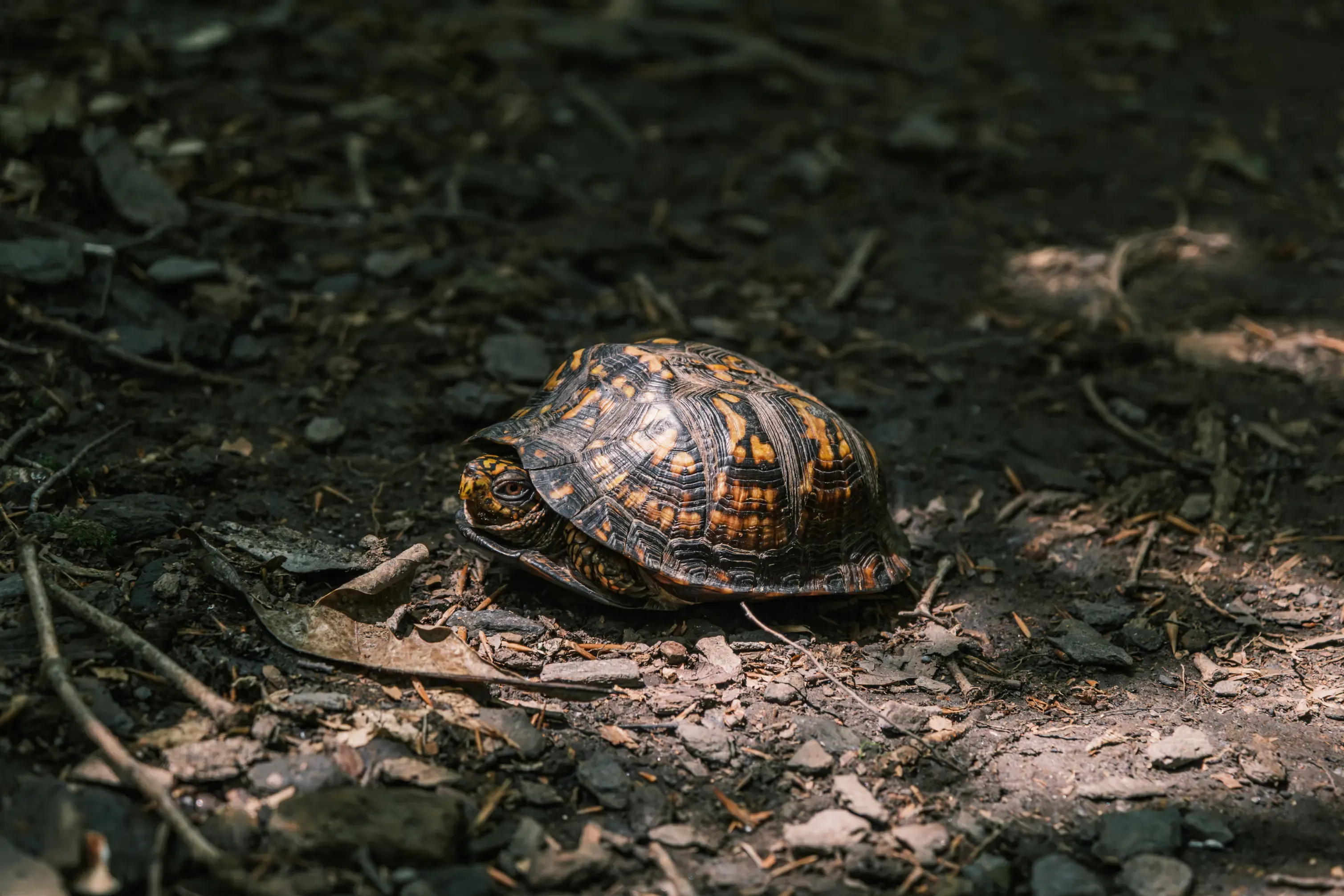 The Turtle's Whisper, photograph 4 of 7