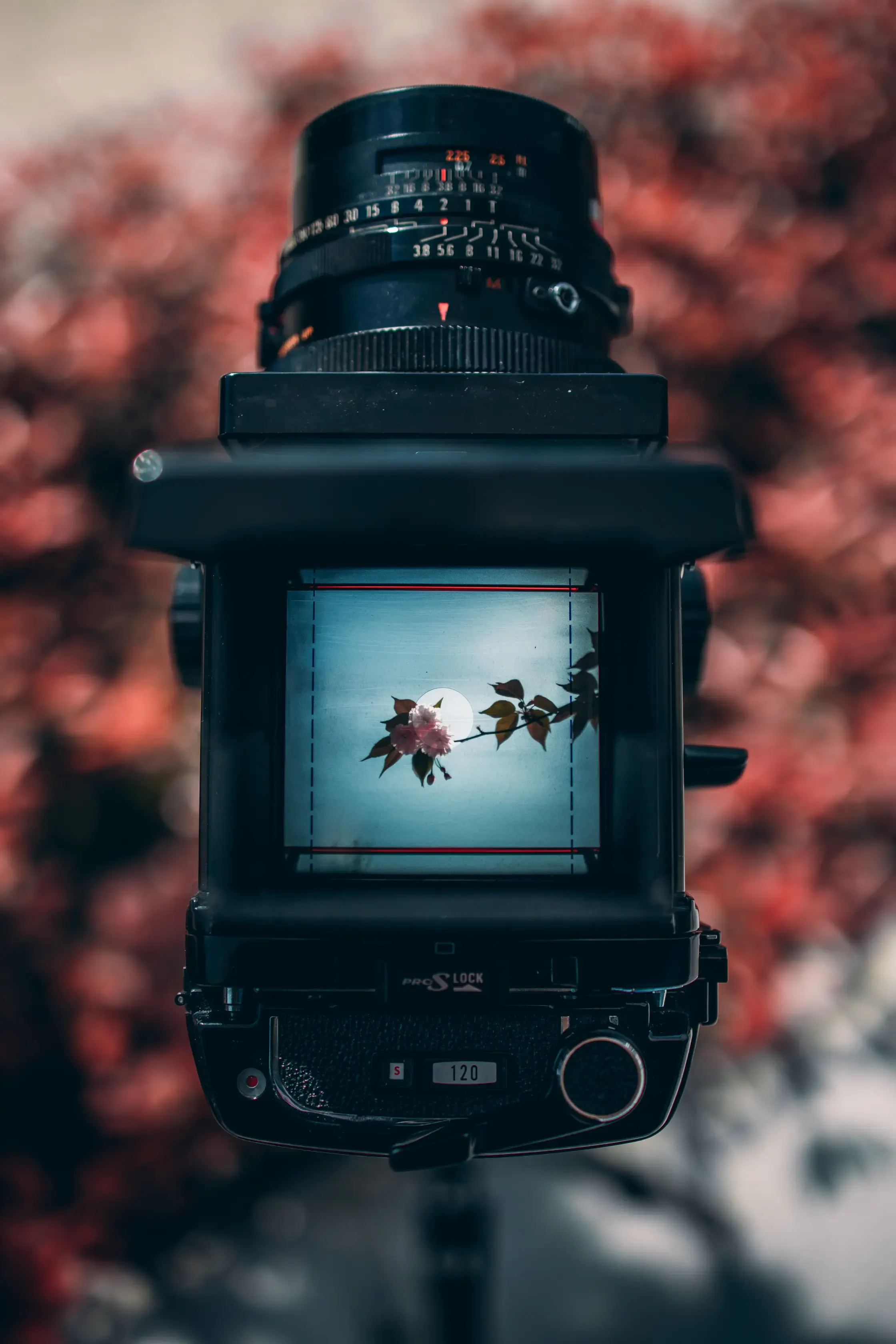 Spring in Focusing Screen, photograph 4 of 5