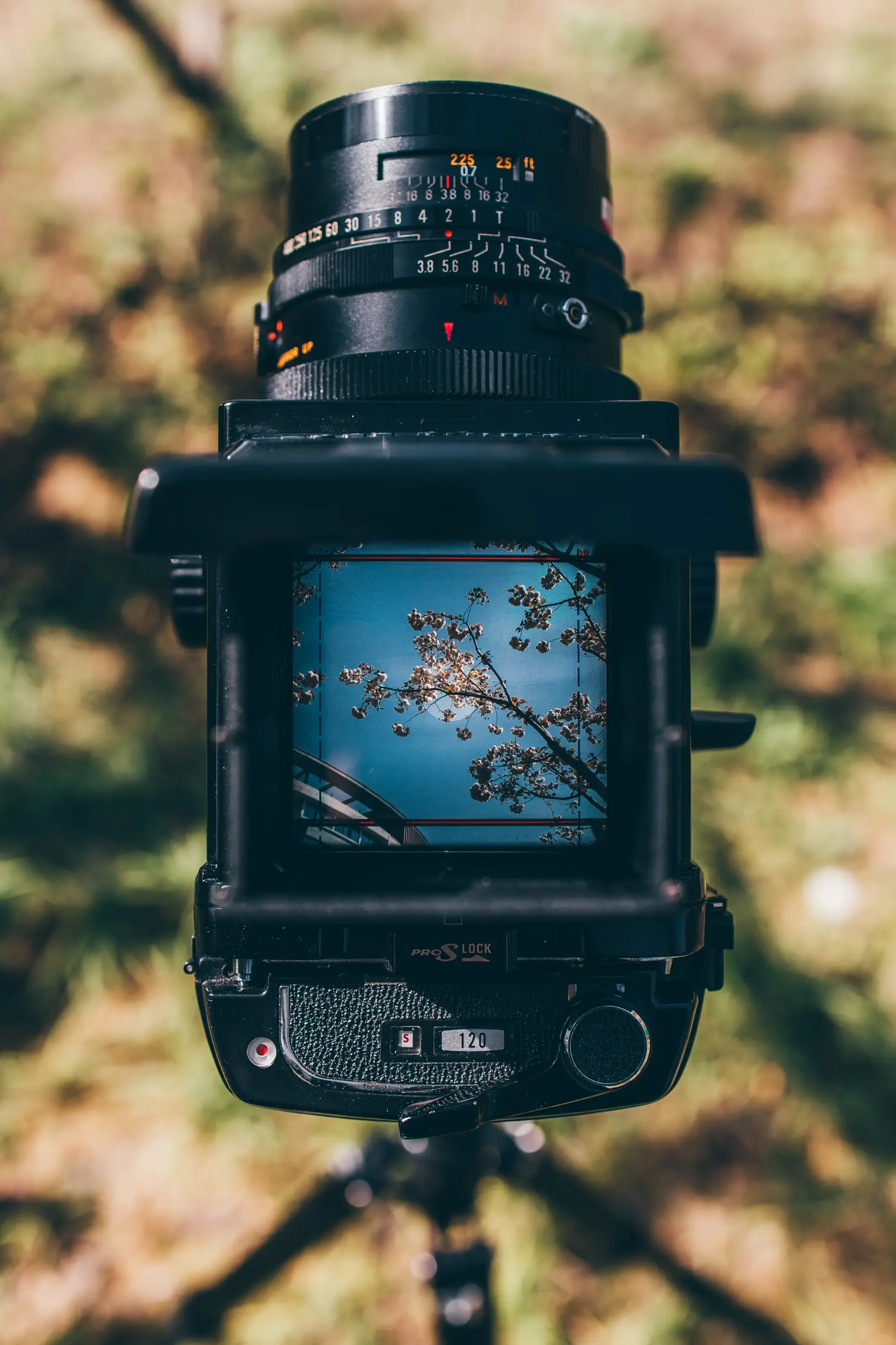 Spring in Focusing Screen, photograph 5 of 5
