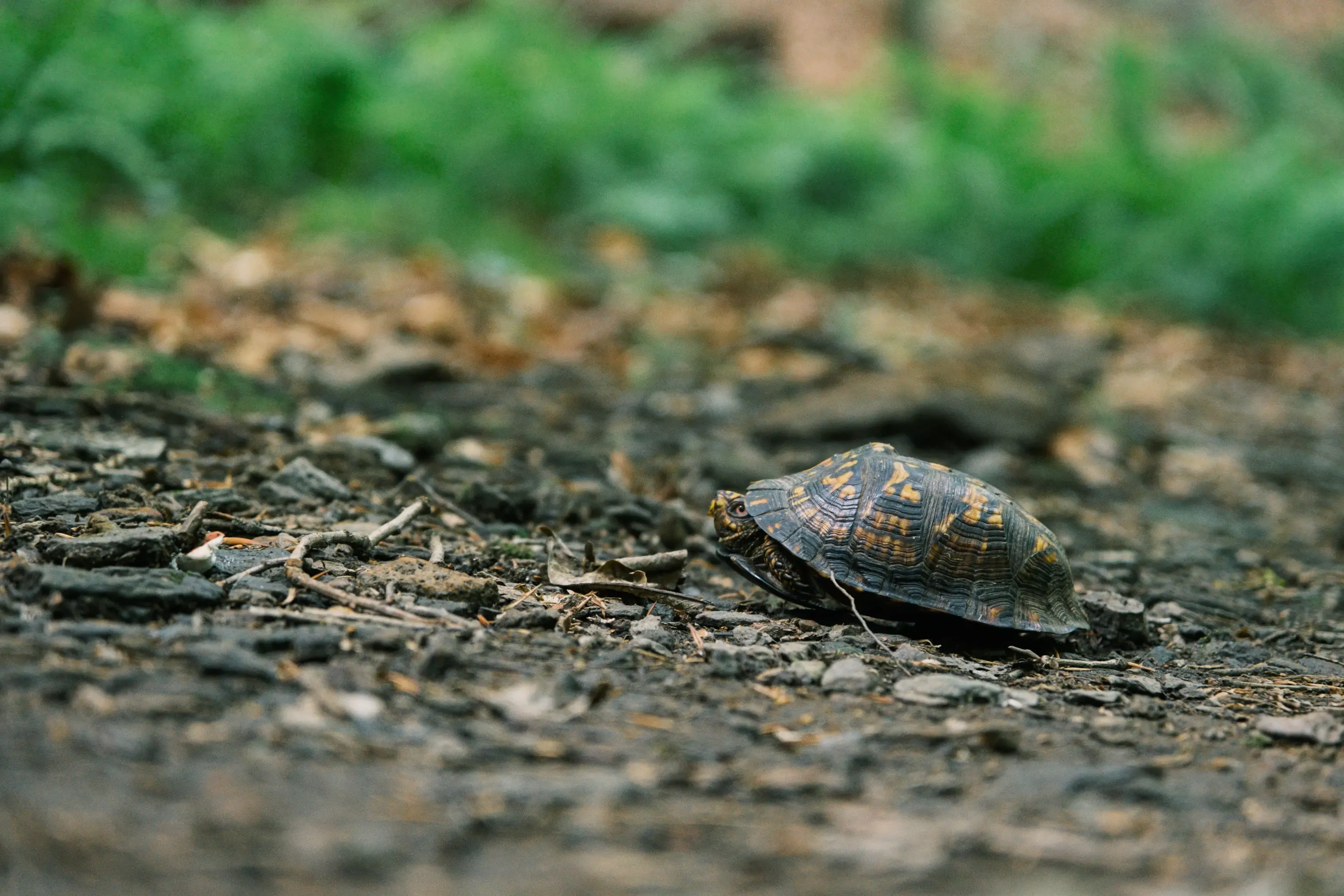 The Turtle's Whisper, photograph 5 of 7