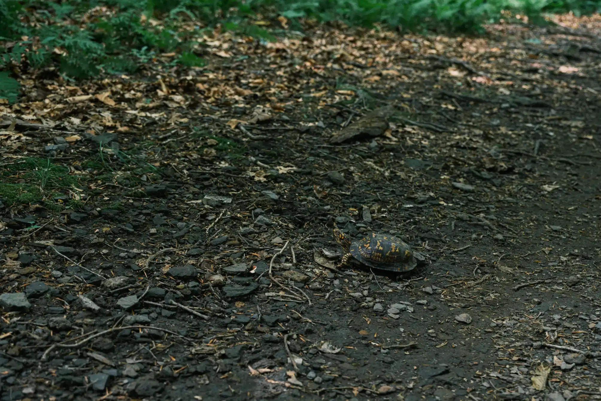The Turtle's Whisper, photograph 6 of 7