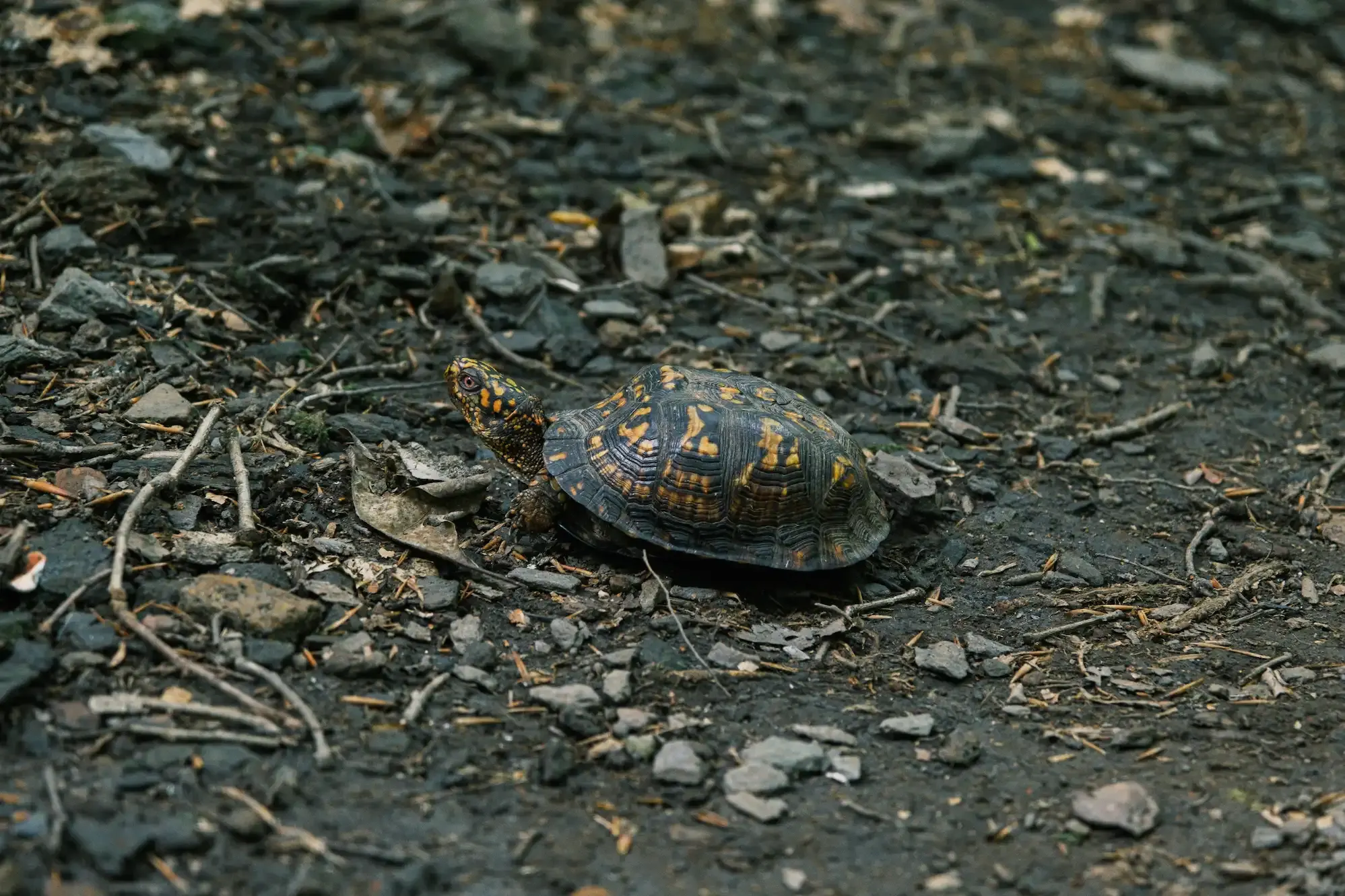 The Turtle's Whisper, photograph 7 of 7